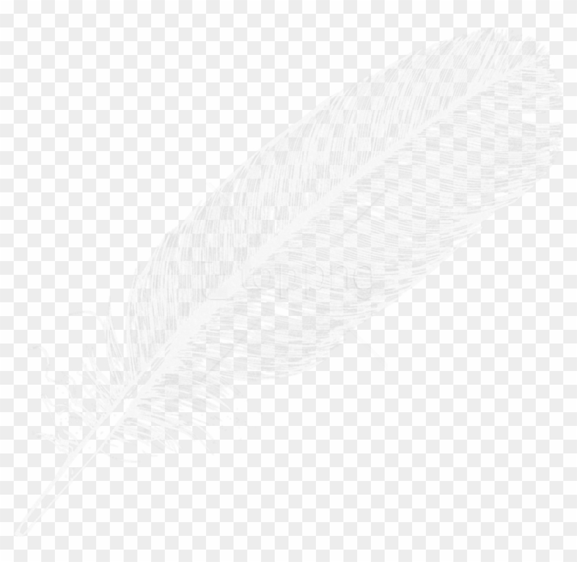 Free Png Download Large White Transparent Feather Clipart - White Feather Transparent Background