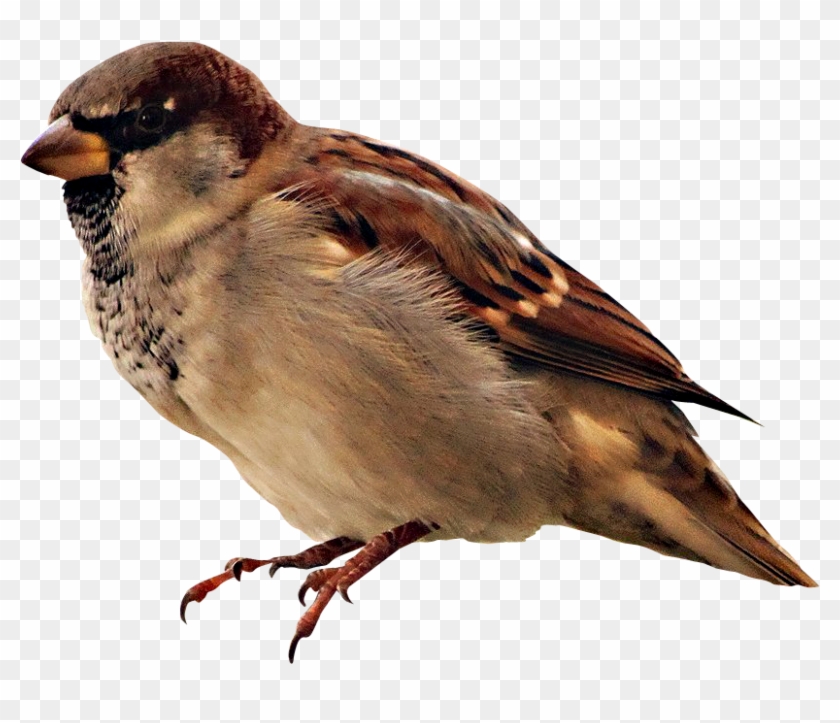 Pajaros Formato Png, Aves, Polyvore, Animales - Sparrow Clipart
