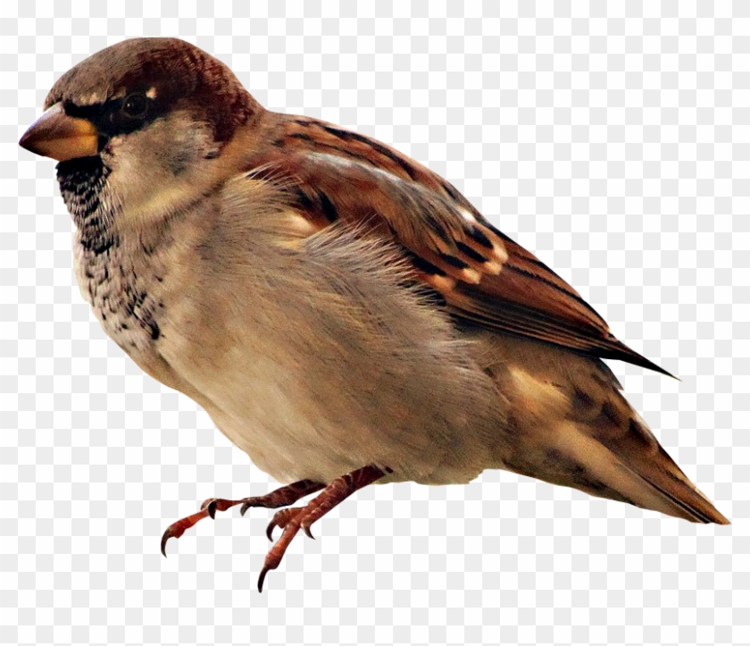Pajaros Formato Png, Aves, Polyvore, Animales - Sparrow Clipart #3997652