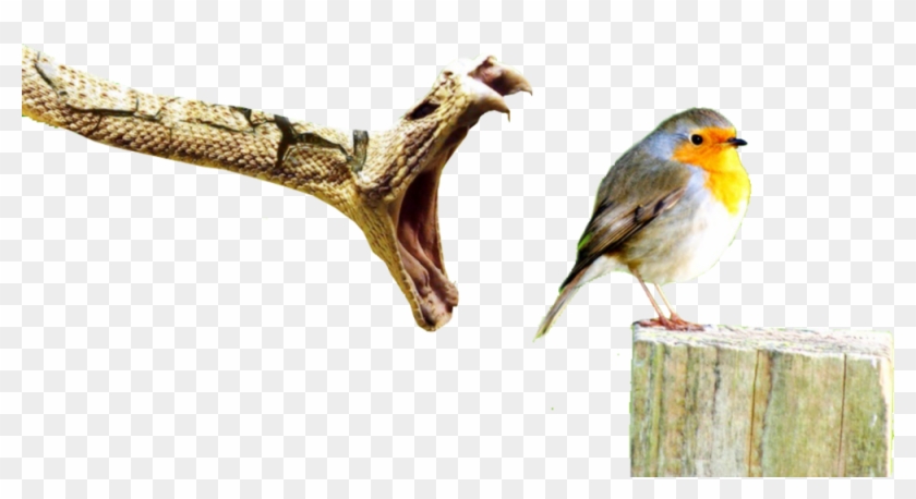 Share This Image - Birds In Timeline Facebook Clipart #3998076