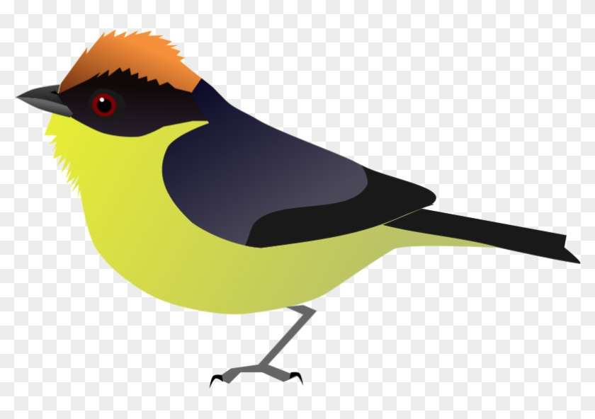 Old World Flycatcher Clipart