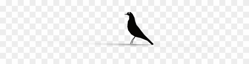 The Communication Between The Reader And The Card Is - Boat Tailed Grackle Clipart