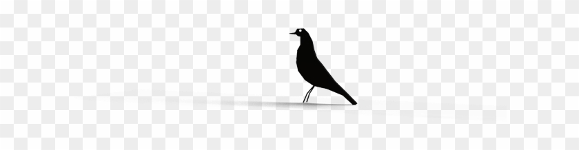 The Communication Between The Reader And The Card Is - Boat Tailed Grackle Clipart #3999169