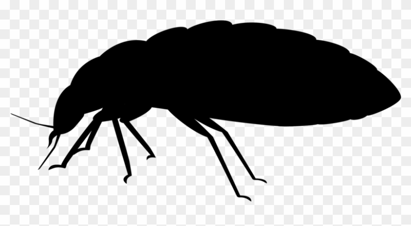 Bed Bug Removal Jiminey Kricket Exterminating - Beetle Clipart