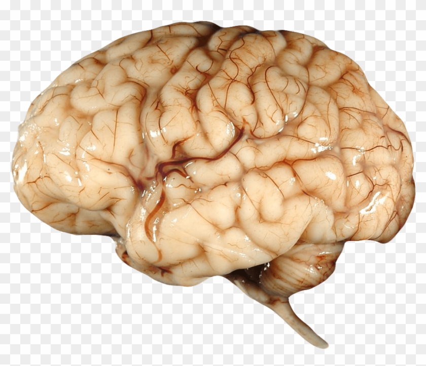 Brain Clipart Transparent Background - Human Body Parts Png
