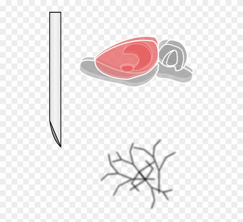 Rat Brain Png Clipart
