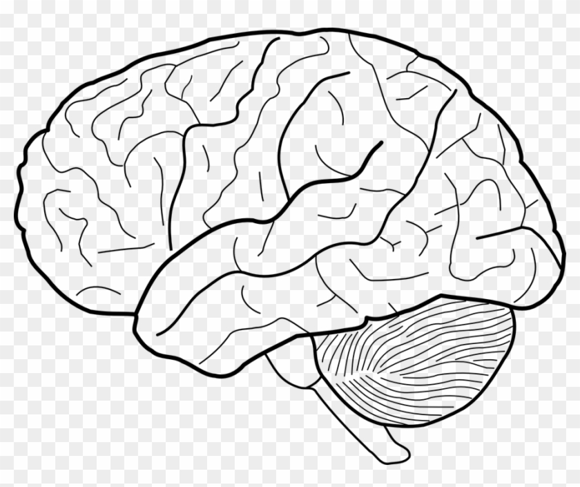 Brain Human Science - Brain Drawing Clipart #40780