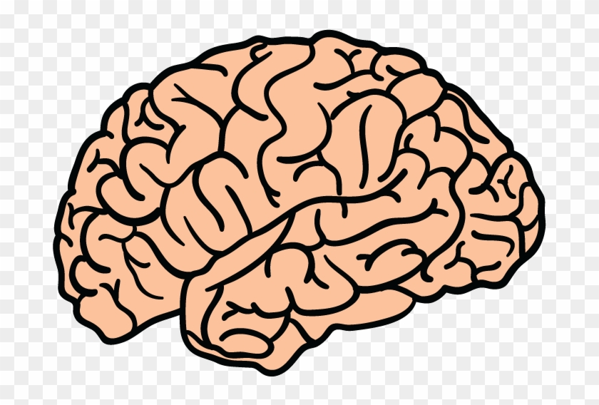 710 X 710 83 - Brain Png Clipart #40978