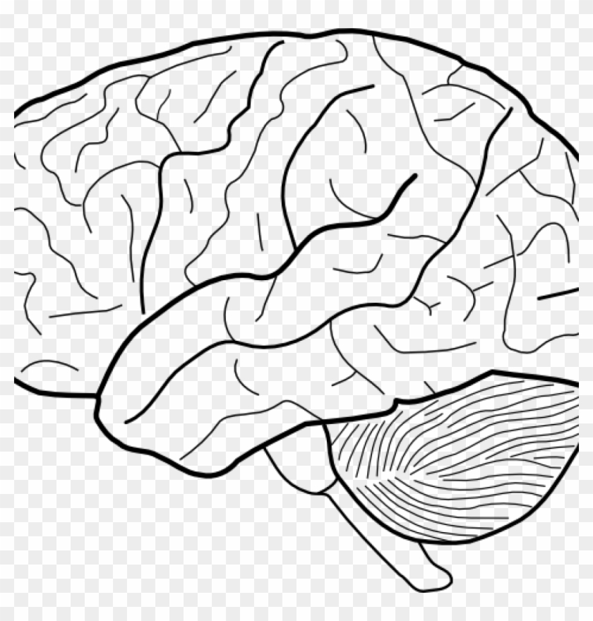 Brain Clipart Black And White Clip Art Science - Diagram Of Brain Without Labels - Png Download