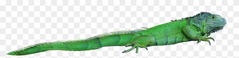 Lizard Png - Png Lizard Clipart #41190