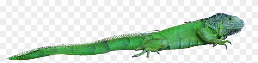 Lizard Png - Png Lizard Clipart