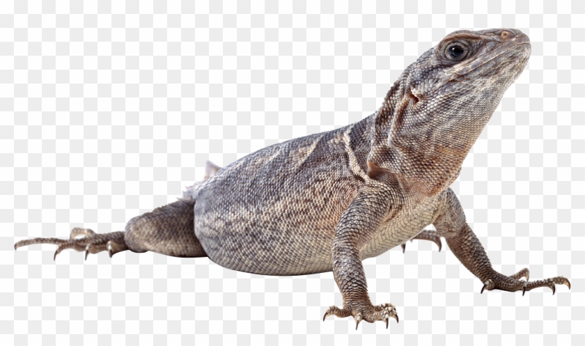 Lizard Png Clipart