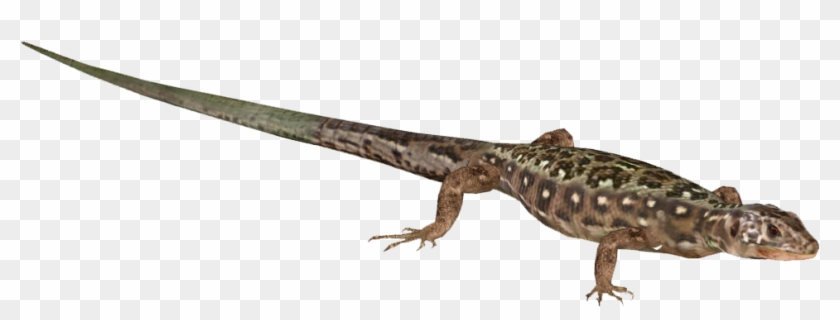 Gekkonidae Clipart