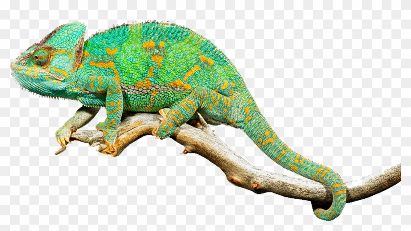 Reptiles For Sale At Reptiles By Mack - Хамелеон Пнг Clipart (#41441