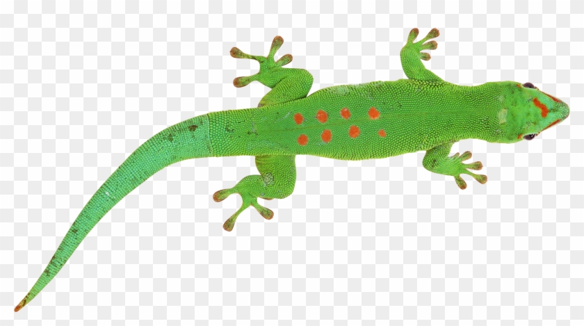 Green Lizard Transparent Background Clipart