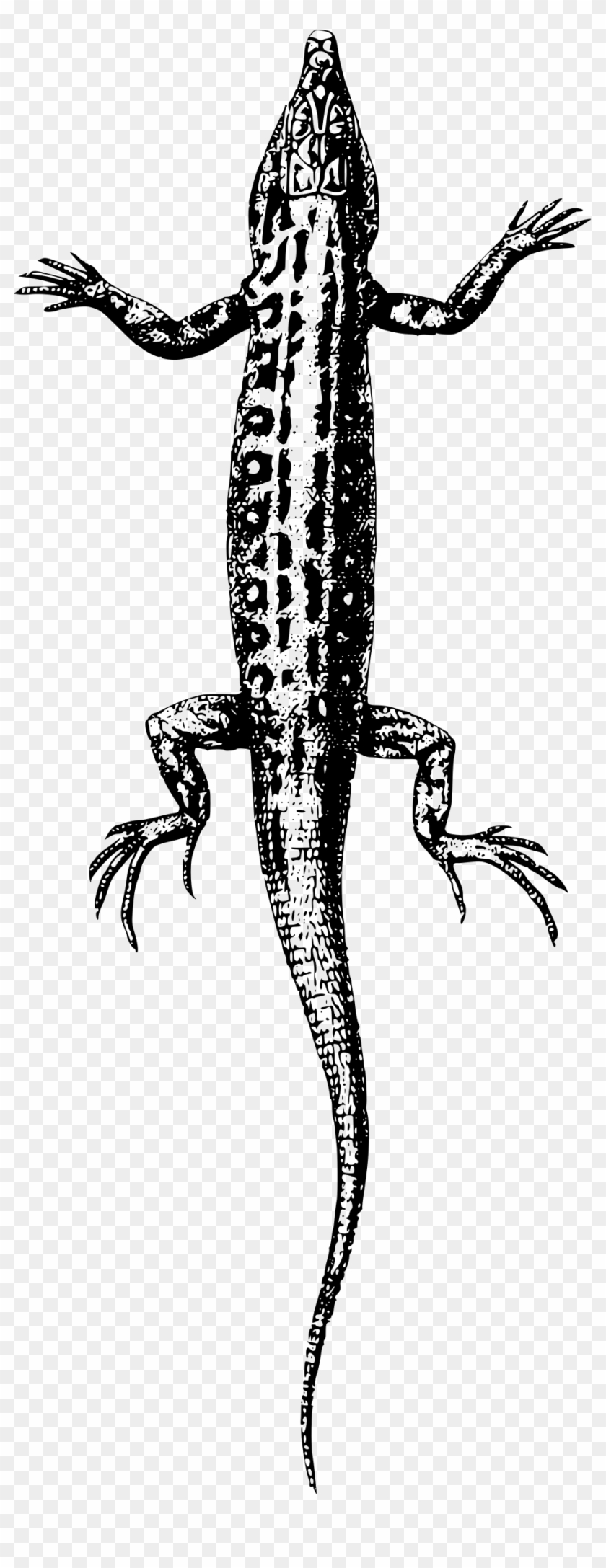 This Free Icons Png Design Of Lizard 3 Clipart