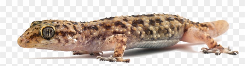 Download Lizard Png Images Background - Turkish Gecko Clipart