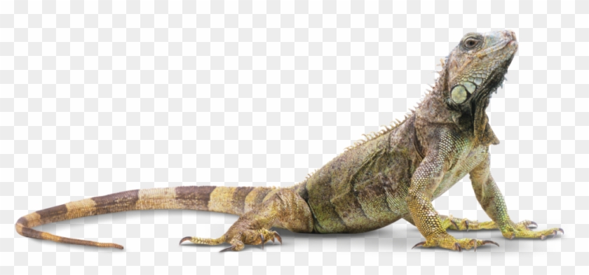 Gecko Clipart Rainforest Lizard - Reptile Png Transparent Png