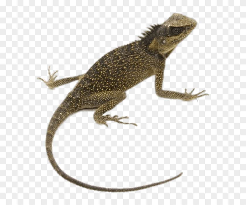 Download Download Mountain Horn Lizard Png Images Background Lizard