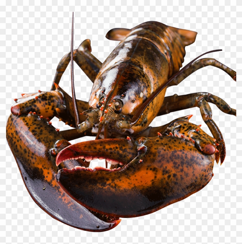 800 X 800 1 - American Lobster Clipart #42854