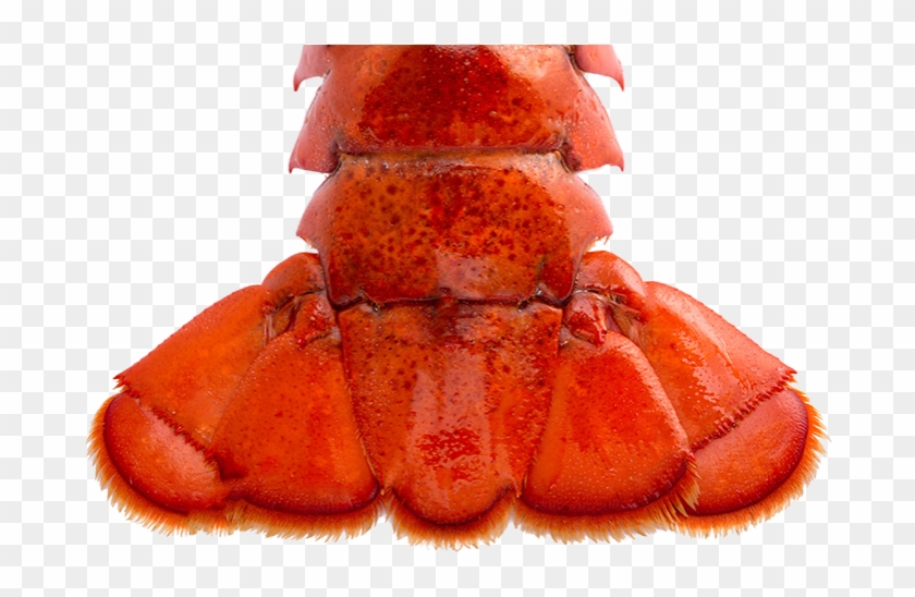 697 X 488 1 - Lobster Clipart