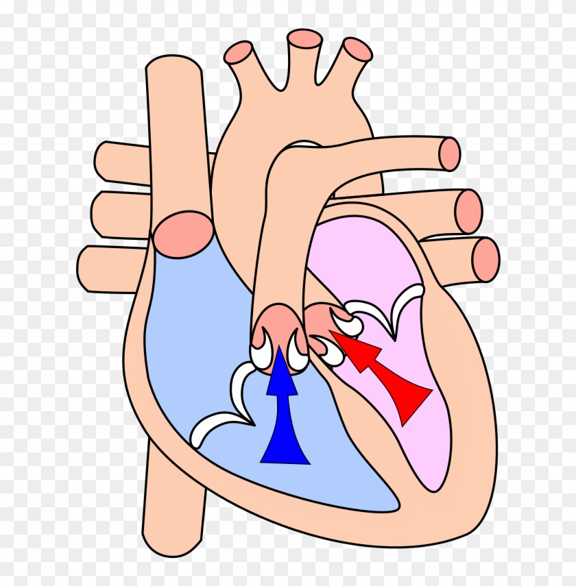 The Cardiac Cycle At The Point Of Beginning A Ventricular - Ventricular Systole Clipart