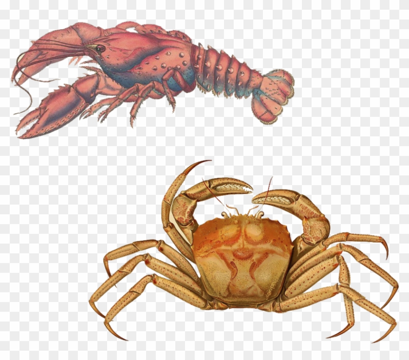Lobster Transparent Background Png - Serrated Lobster, Cancer Serratus Clipart