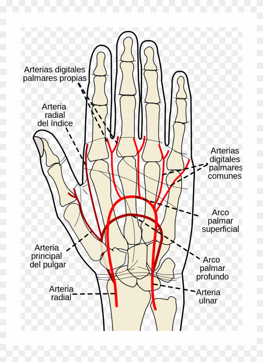1200px Gray1237 Es - Palmar Digital Artery Clipart