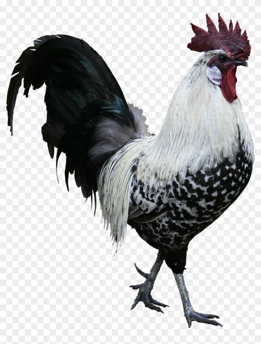 Rooster Png Image Transparent Background - Rooster Png Clipart