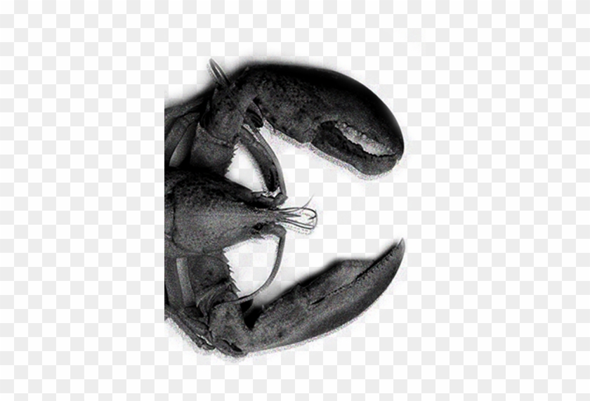 Lobster In Black And White - House Fly Clipart #43415
