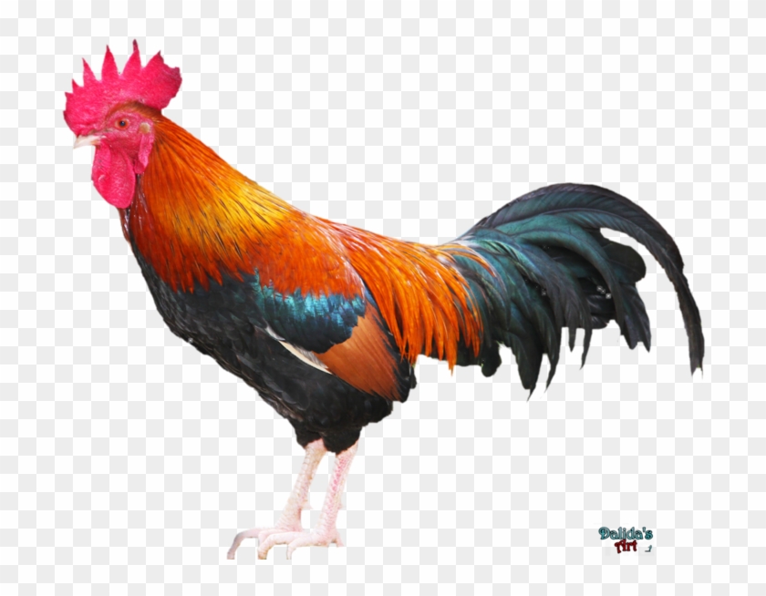 Rooster Png Download Image - Rooster Png Clipart #43723