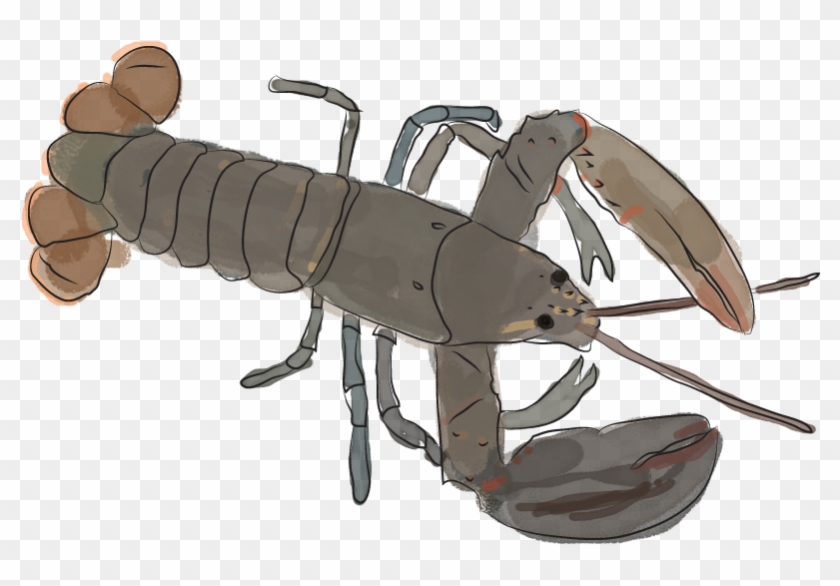 Lobster Population Shifting North As Ocean Temps Warm - American Lobster Clipart