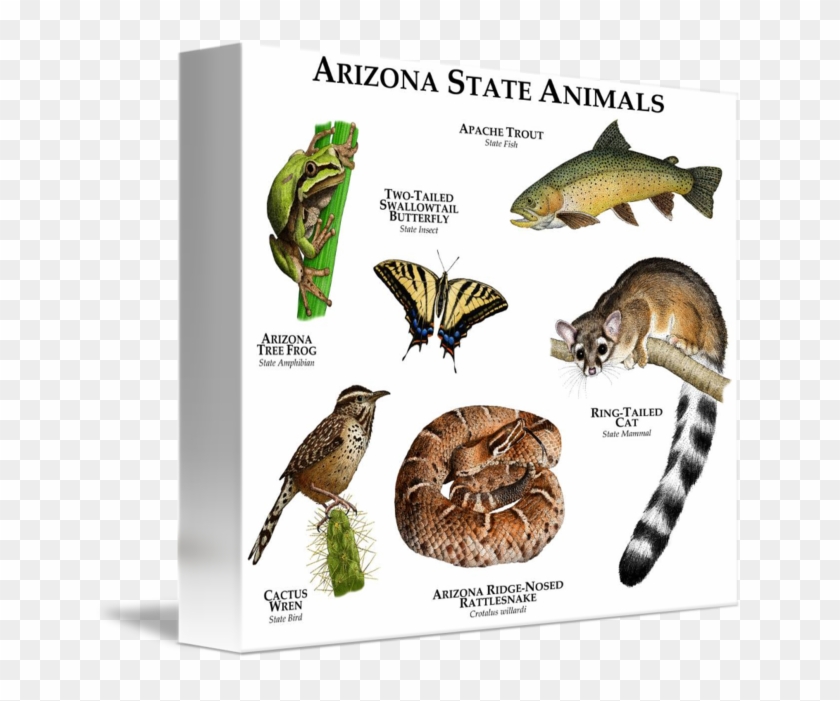 By Roger Hall - Arizona State Animals Clipart #43921