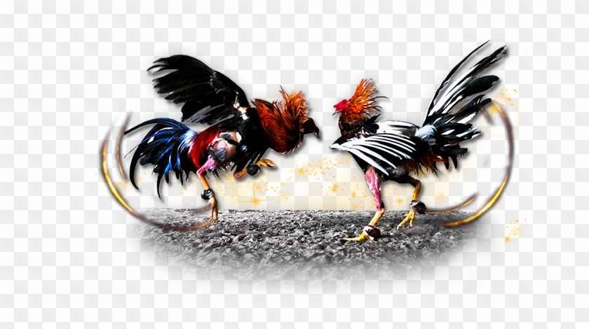 Fighting Rooster Png - Pelea De Gallos Png Clipart #44277