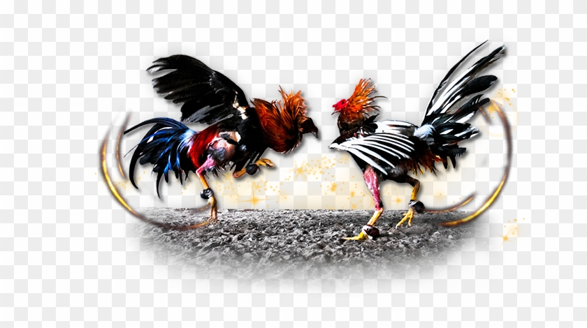 Fighting Rooster Png - Pelea De Gallos Png Clipart