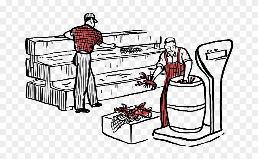 Lobster Grading And Sizes - Grading Lobster Clipart #44304