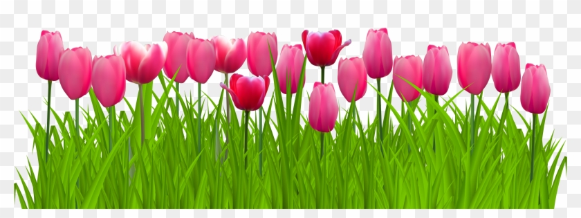 Cliparts Grass Border - Transparent Background Tulip Clipart - Png Download #44665