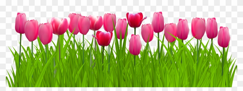 Cliparts Grass Border - Transparent Background Tulip Clipart - Png Download