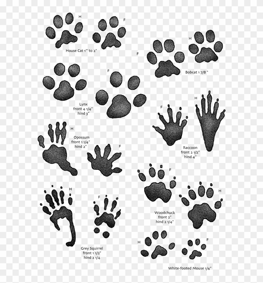 On The Track And Back Again Local - Animal Tracks For Kids Clipart #45113