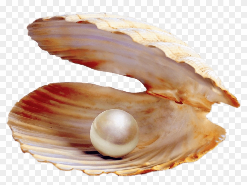 Download - Pearl Production From Bivalves Clipart