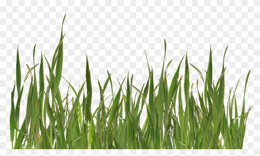 Grass Png Clipart #45138