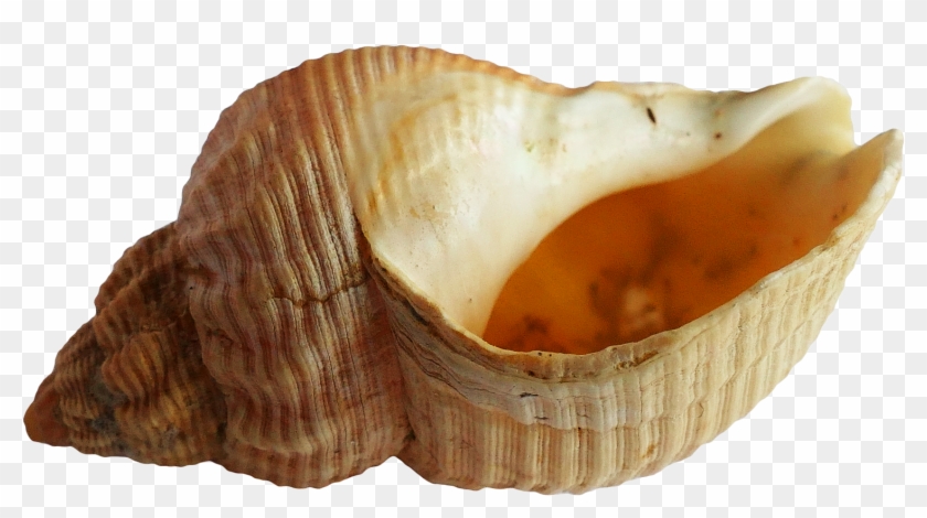 Download Sea Ocean Shell Png Images Background - Shell Png Clipart