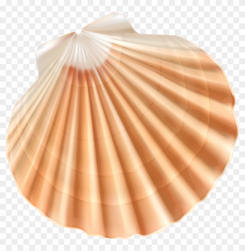 Sea Shell Png Clipart Image - Sea Shell With Transparent Background