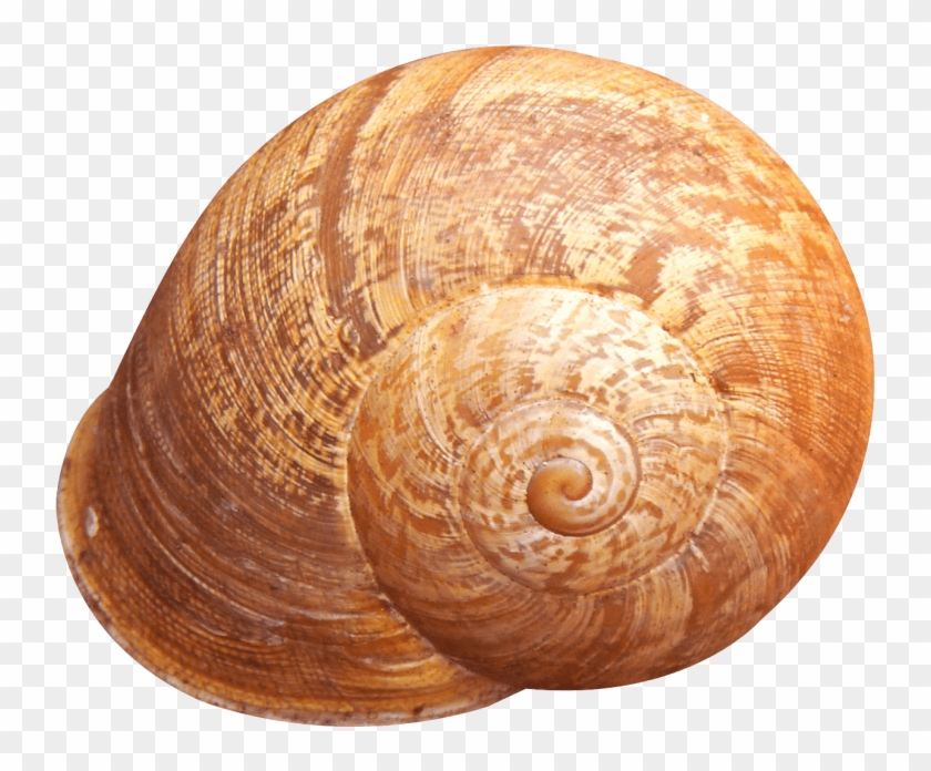 Free Png Shell Png Images Transparent - Shell Png Clipart #45259
