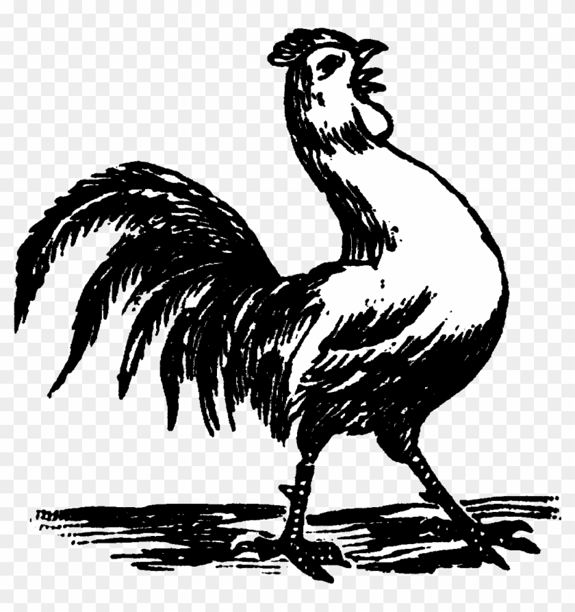 Rooster Crowing Black And White Drawings Clipart #45281