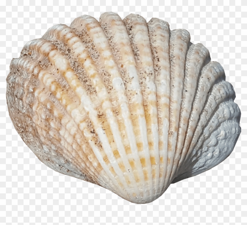 Sea Shell No Background Seaside Image - Sea Shells No Background Clipart #45364