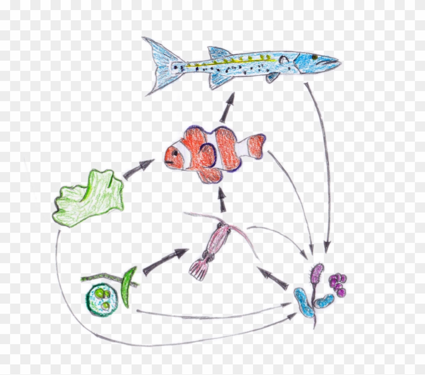 Food Web Nemo - Food Web Of Nemo Clipart