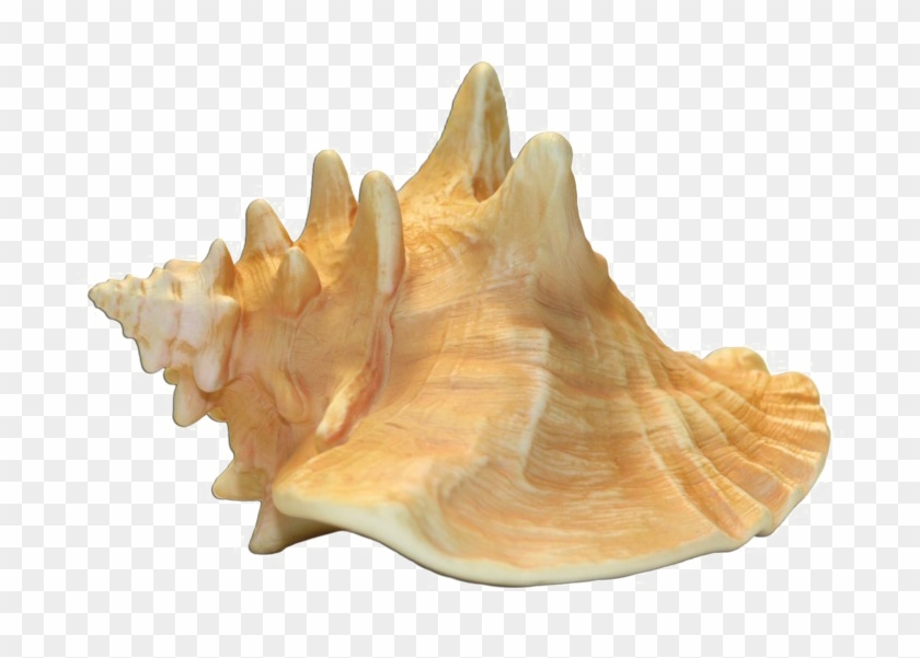 Conch Shell Transparent Image - Conch Png Clipart