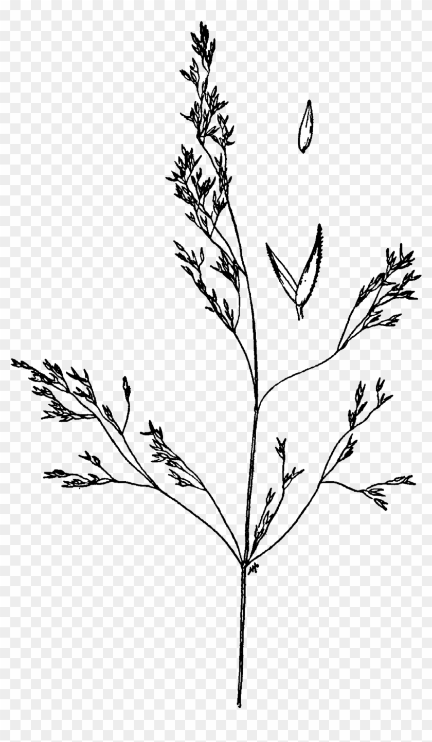 Agrostis Idahoensis Drawing - Agrostis Idahoensis Clipart