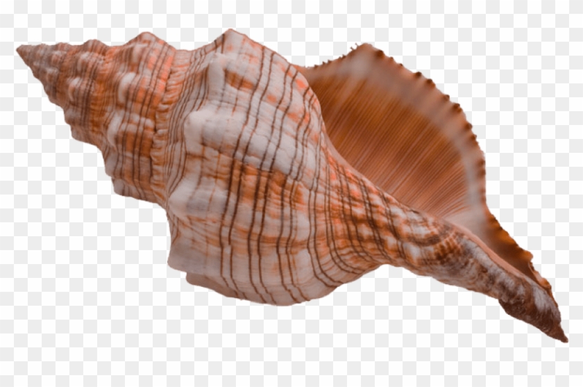 Free Png Download Shell Png Png Images Background Png - Conch Shell Clipart